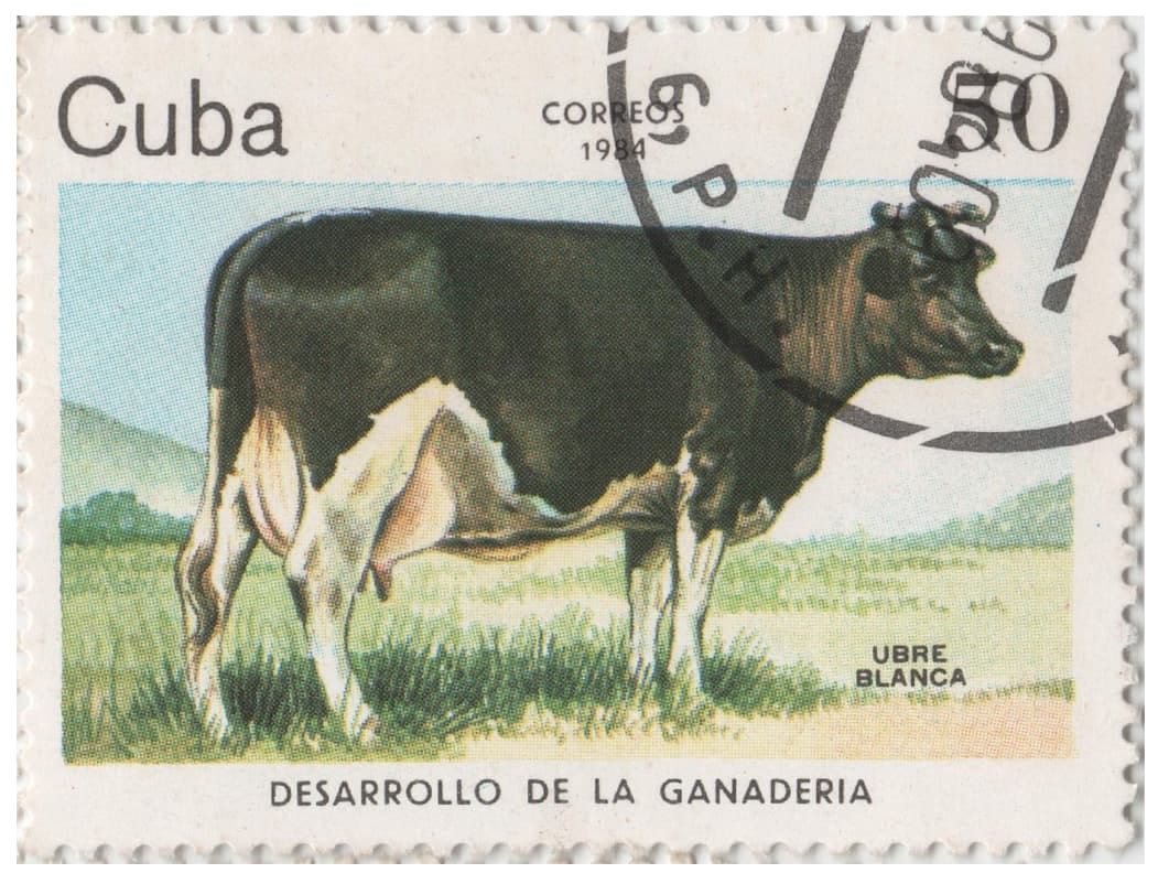 Cuban stamp showing a cow