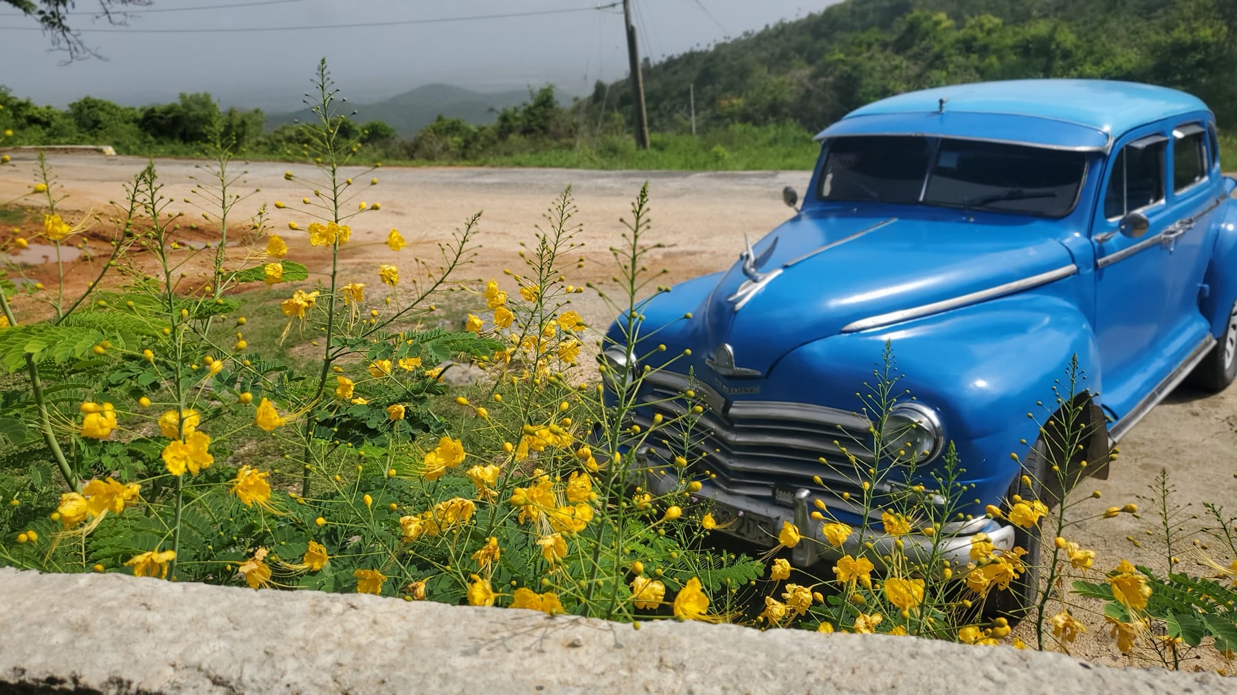 Blue vintage car parked beside flowers in Cuba